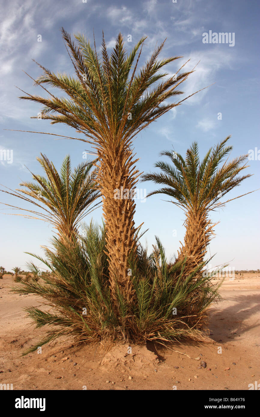 Data la struttura Palm Tree vicino a M'hamid nel deserto del Sahara sulla frontiera marocchina algerino Foto Stock