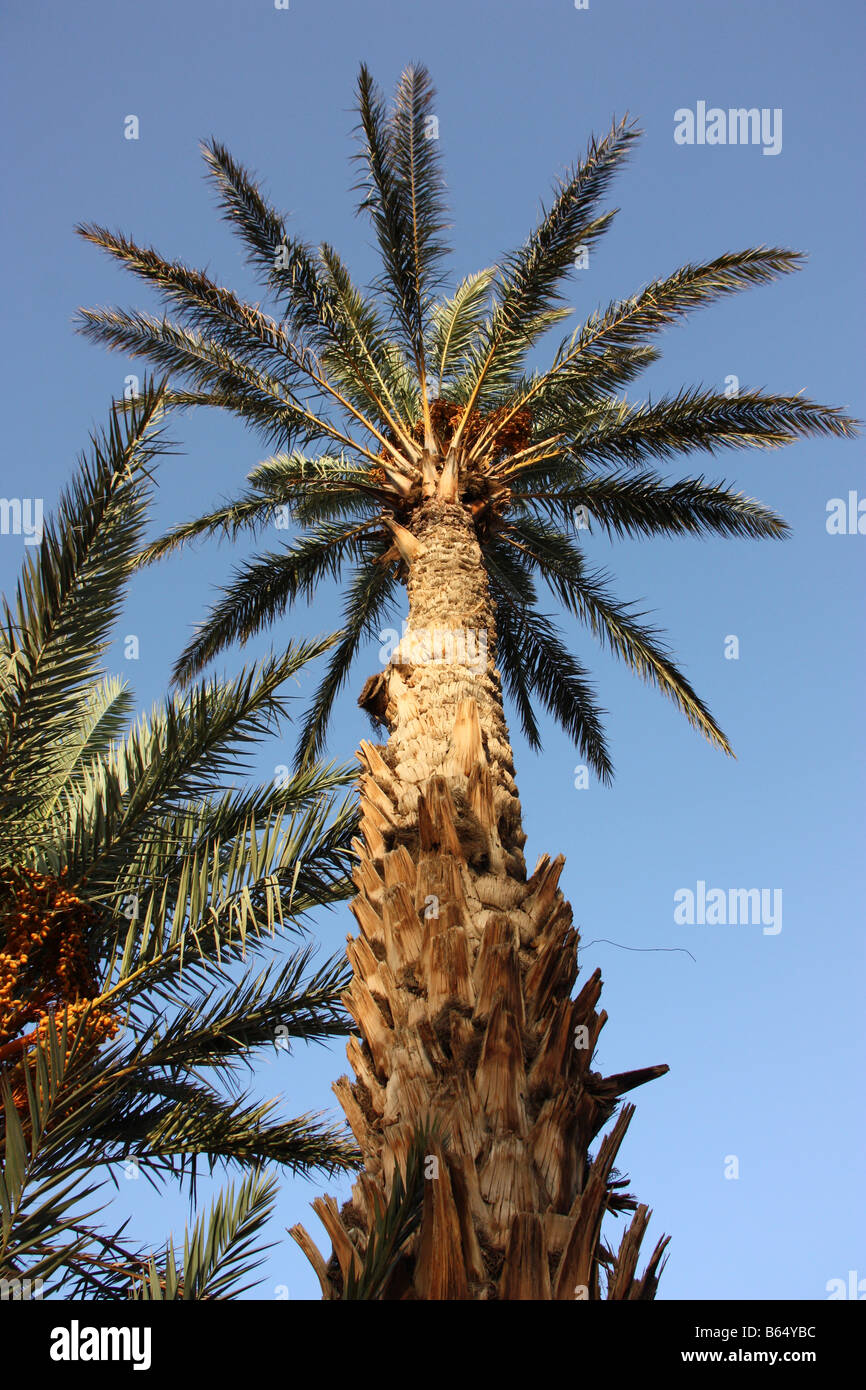 Data la struttura Palm Tree vicino a M'hamid nel deserto del Sahara sulla frontiera marocchina algerino Foto Stock