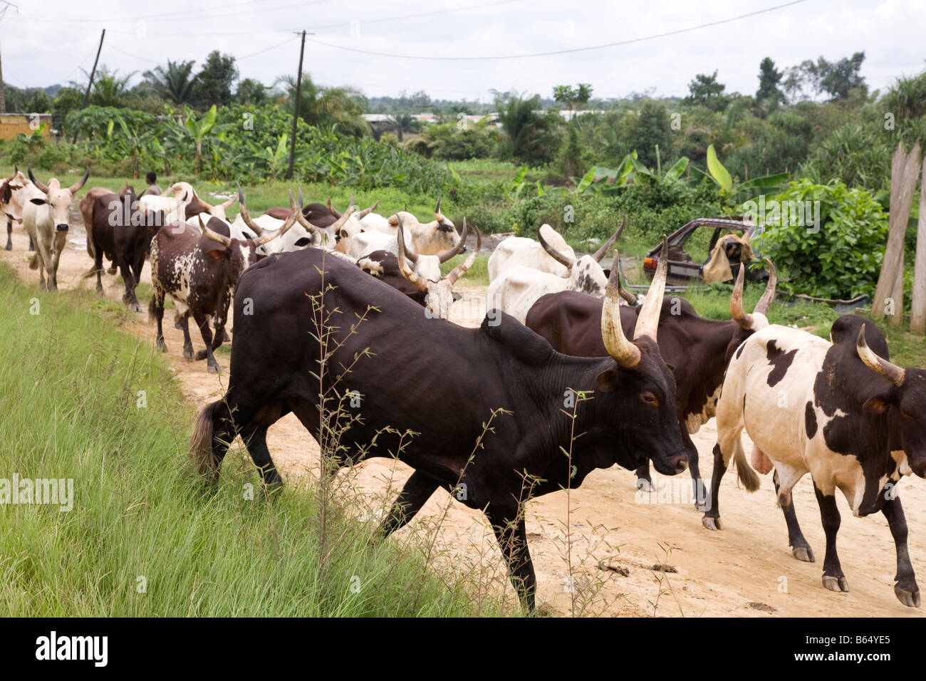 Allevamento di Bestiame Douala Camerun Africa Foto Stock