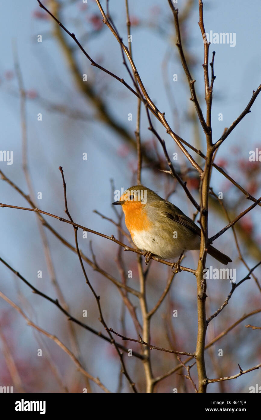 Robin Erithacus rubecula Foto Stock