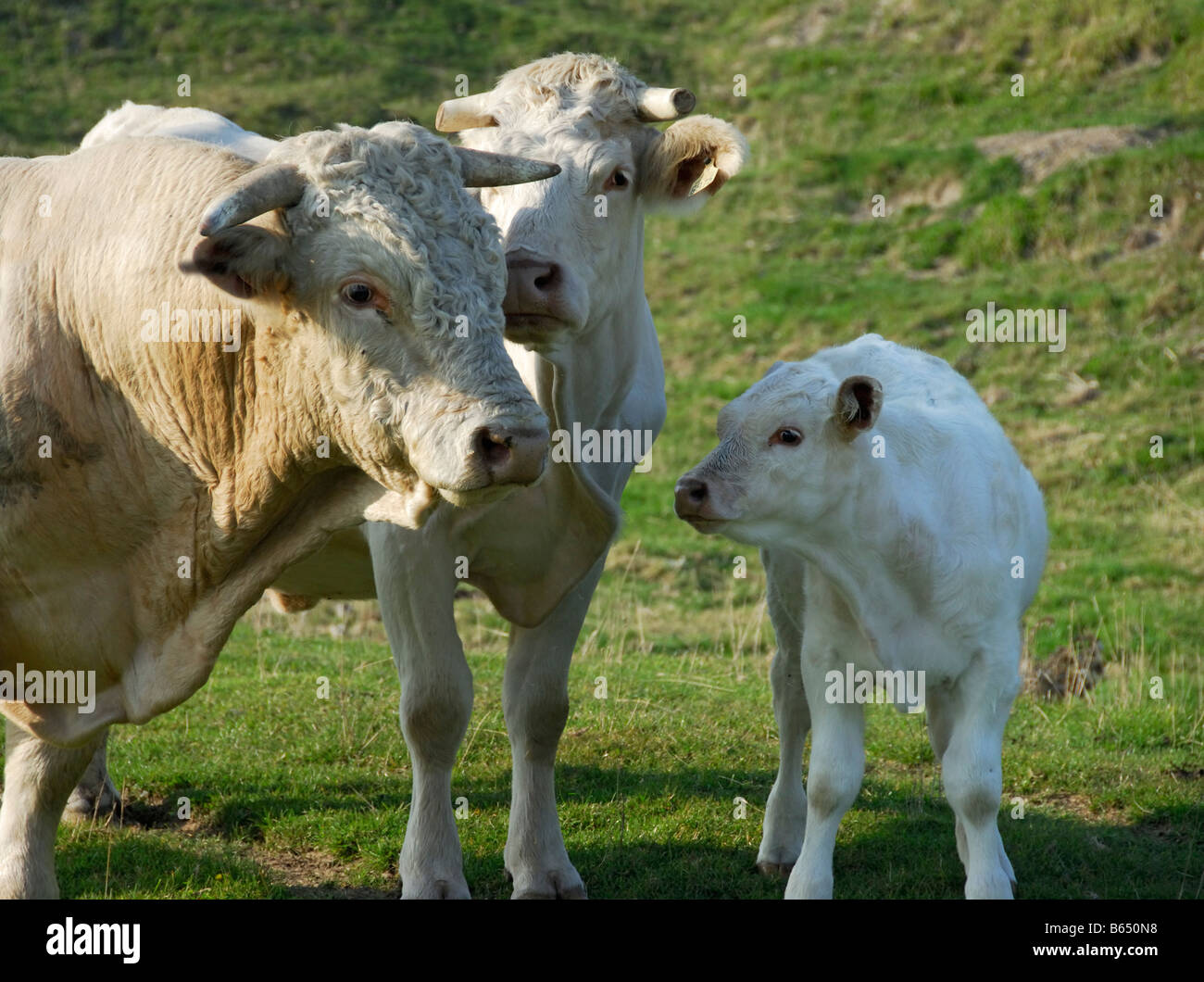 Bovini Charolais bull mucca vitello in Normandia Foto Stock