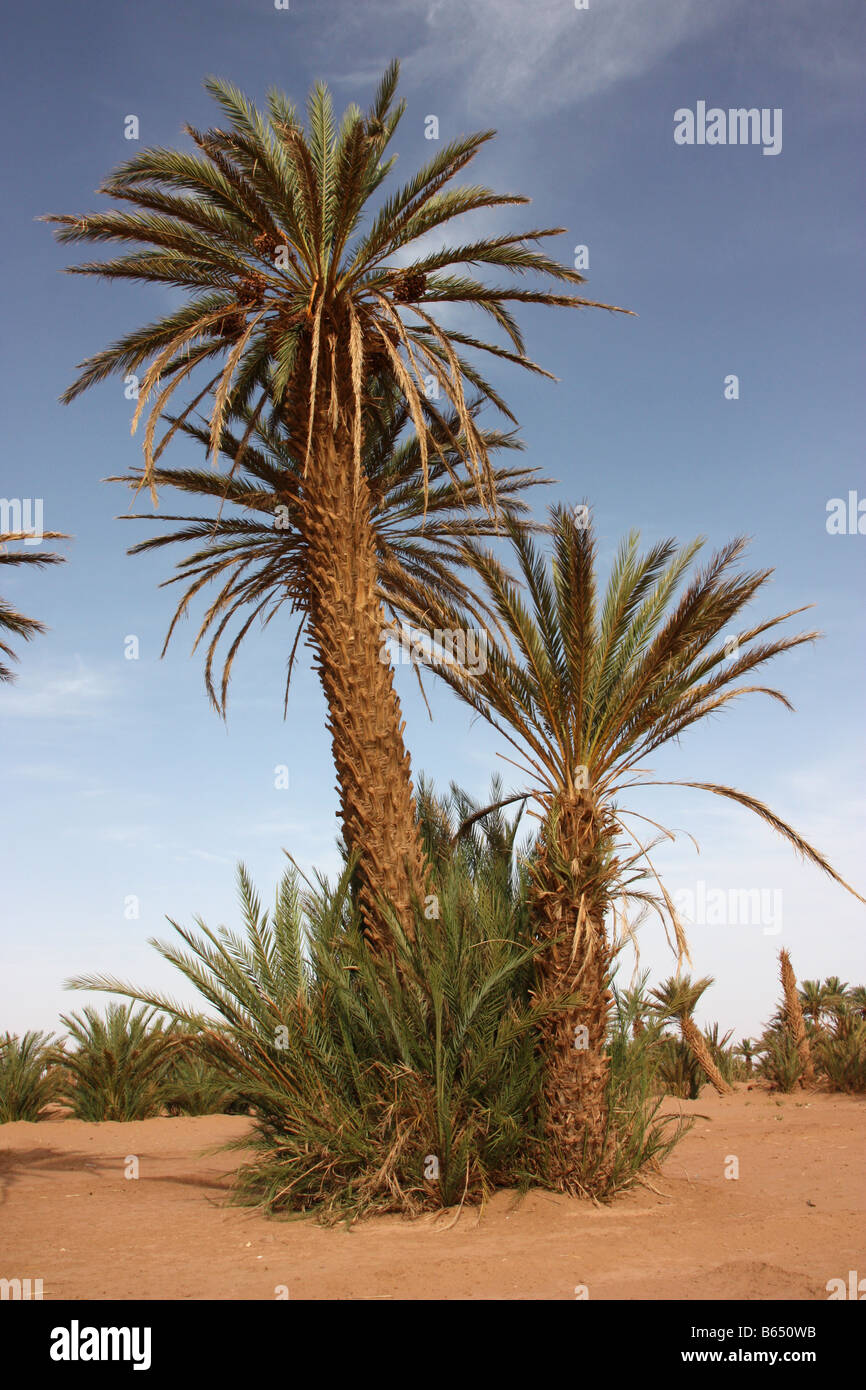 Data la struttura Palm Tree vicino a M'hamid nel deserto del Sahara sulla frontiera marocchina algerino Foto Stock