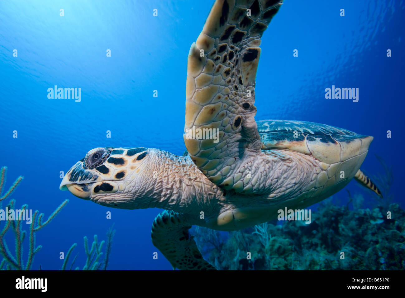 Isole Cayman Little Cayman isola vista subacquea della tartaruga embricata Foto Stock