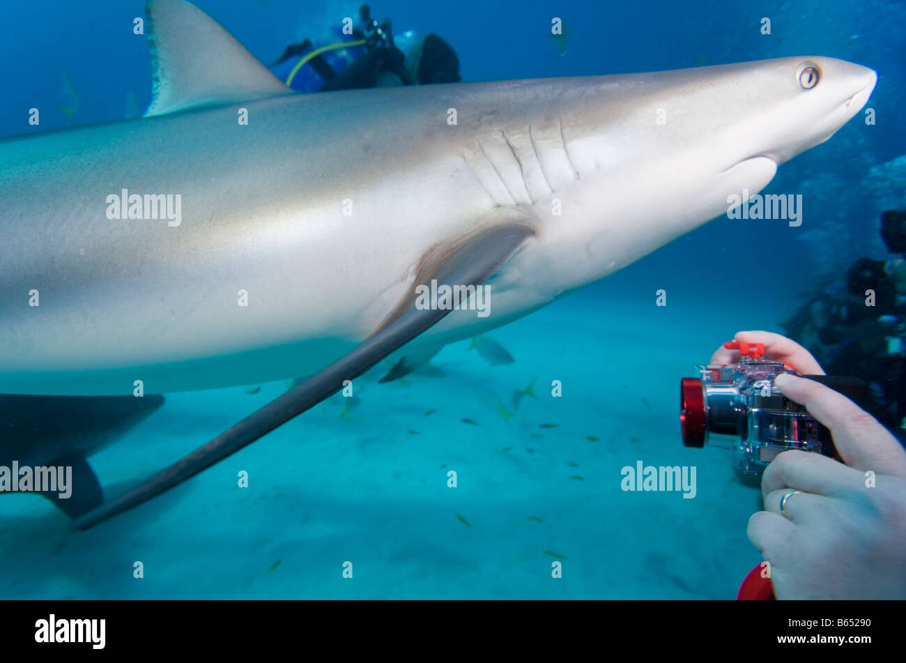 Bahamas Grand Bahama Island Freeport vista subacquea del Caribbean Reef Shark e scuba diver scattare istantanee Foto Stock