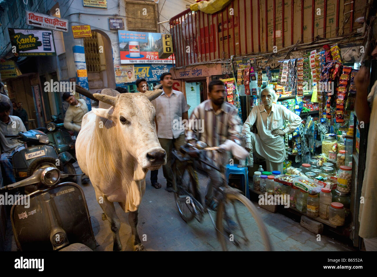 India, Uttar Pradesh, Varanasi, scene di strada nella città vecchia con la vacca sacra. Foto Stock