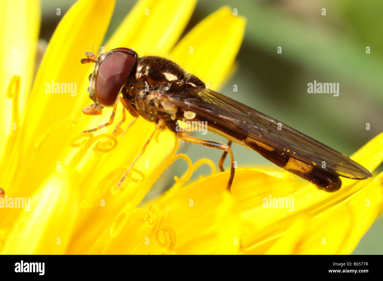 Hoverfly (Melanostoma scalare) maschio alimentazione su un dente di leone in primavera. Powys, Galles. Foto Stock