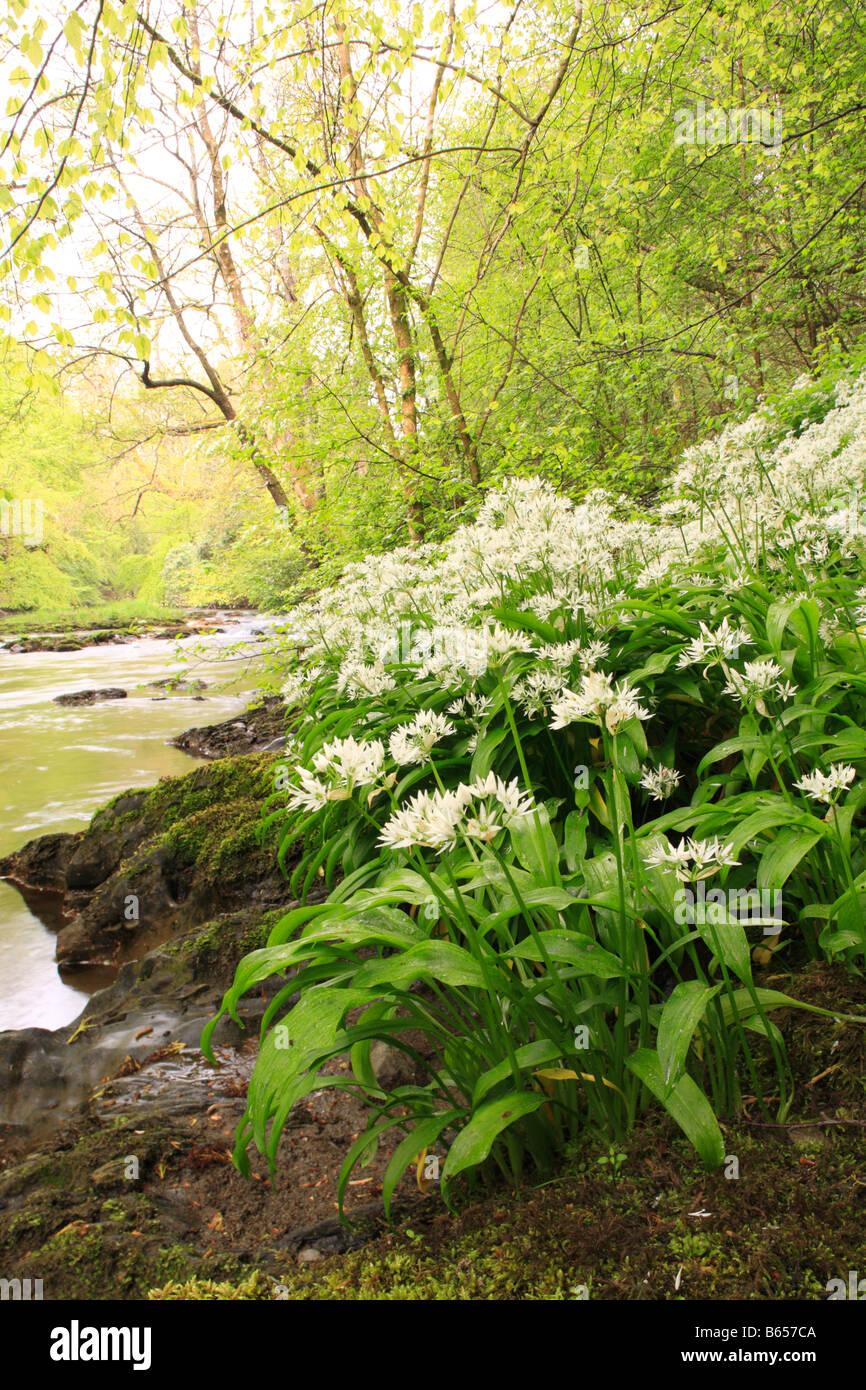 Ramsons o aglio selvatico (Allium ursinum) fioritura accanto al fiume Severn. Powys, Wales, Regno Unito. Foto Stock