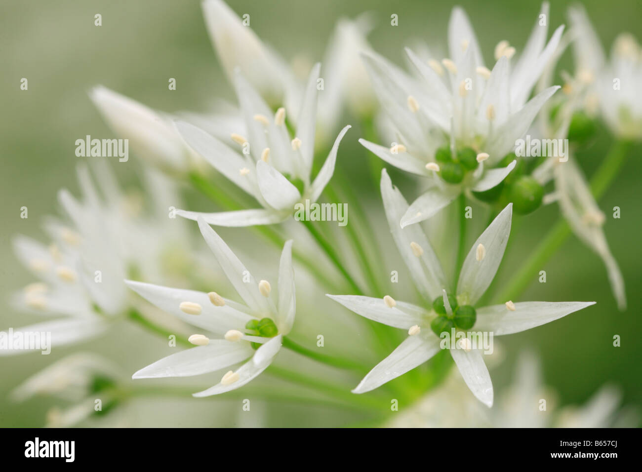 Fiori di Ramsons o aglio selvatico (Allium ursinum).. Powys, Wales, Regno Unito. Foto Stock