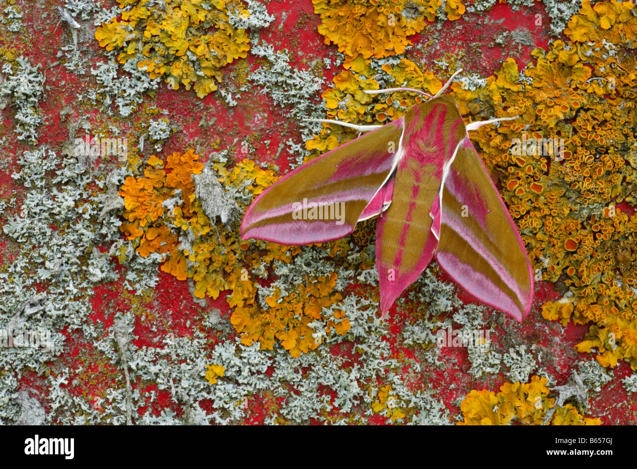 Elephant Hawkmoth (Deilephila elpenor) in appoggio sul lichen coperti di macchinari agricoli. Powys, Galles. Foto Stock