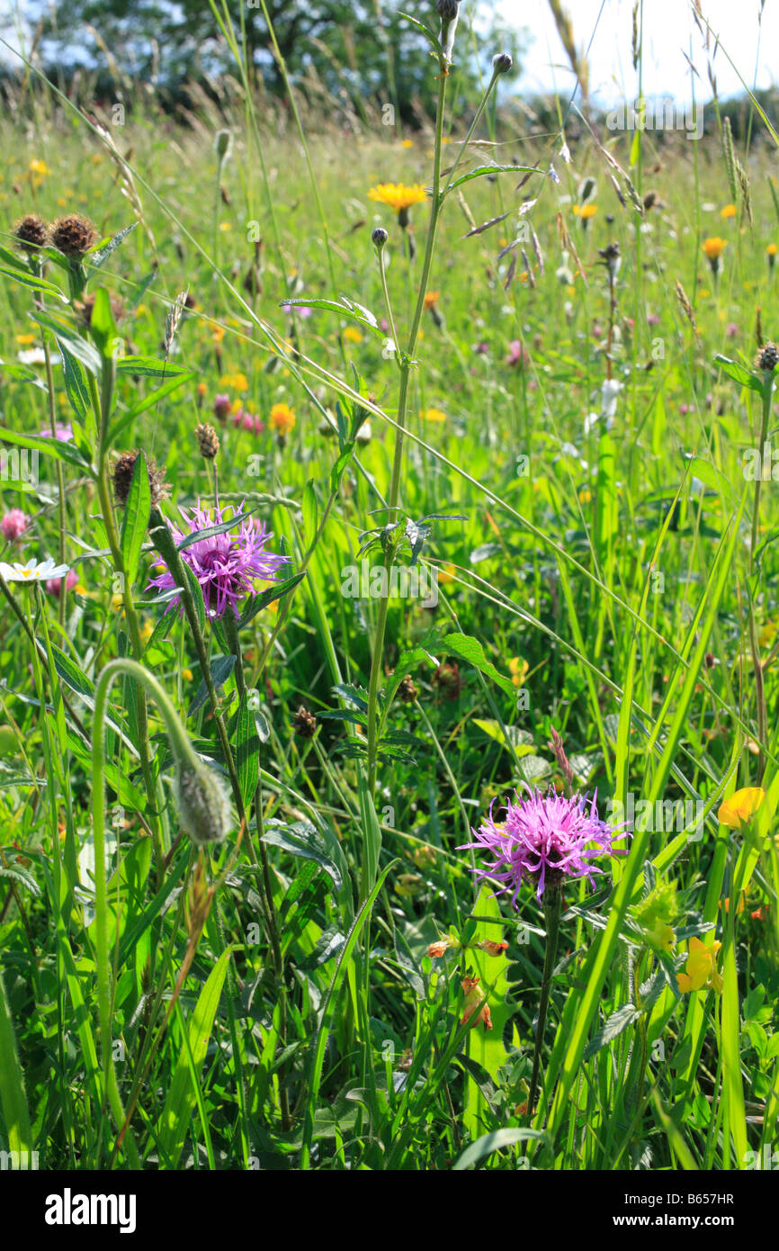 Prato di fieno vegetazione a fattoria Clattinger riserva naturale con la fioritura Knapweeds, vecce, hawkbits, ecc. Wiltshire, Inghilterra. Foto Stock