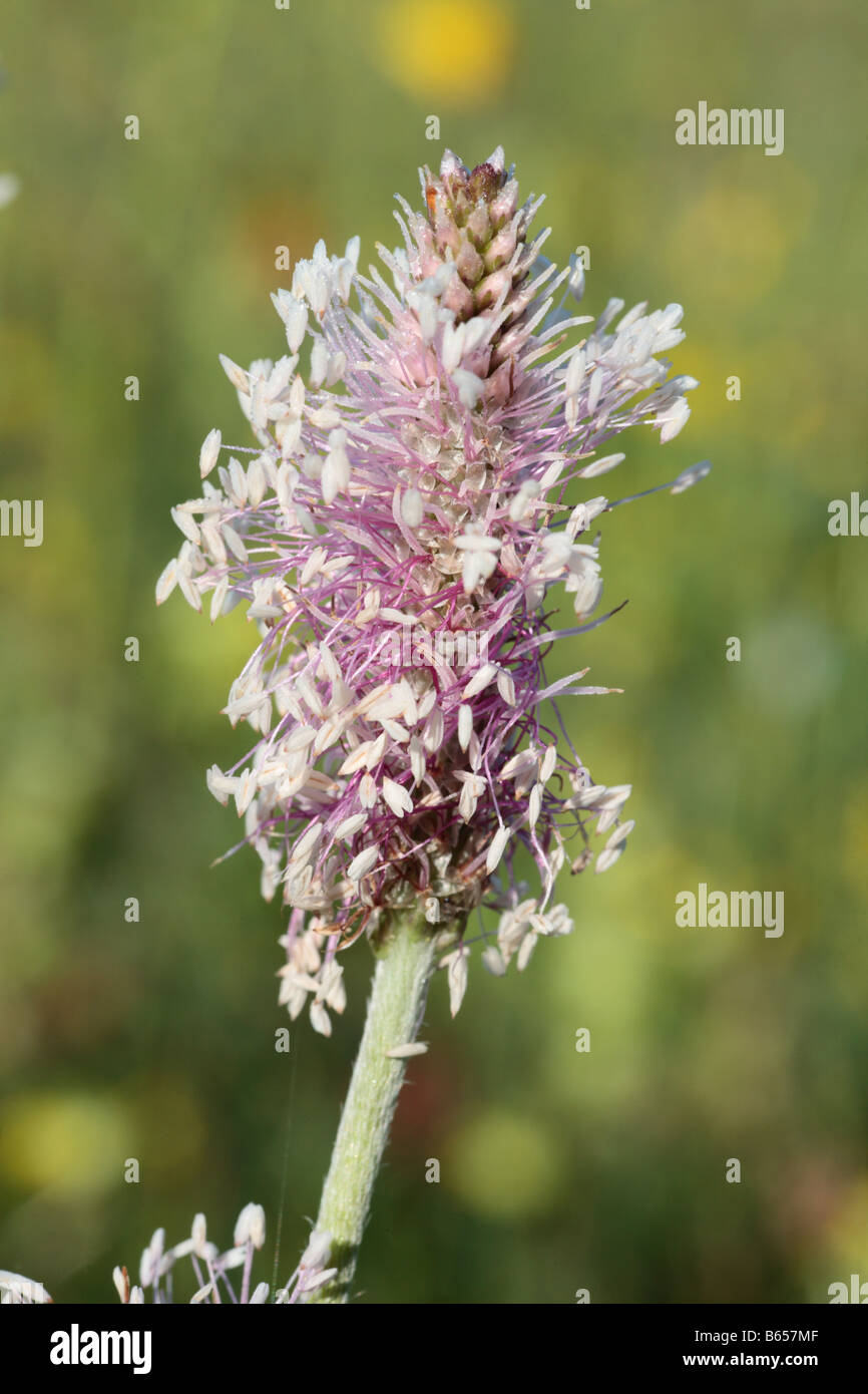 Annoso piantaggine (Planzago media0 fioritura in un prato di fieno in Fattoria Clattinger riserva naturale, Wiltshire, Inghilterra. Foto Stock