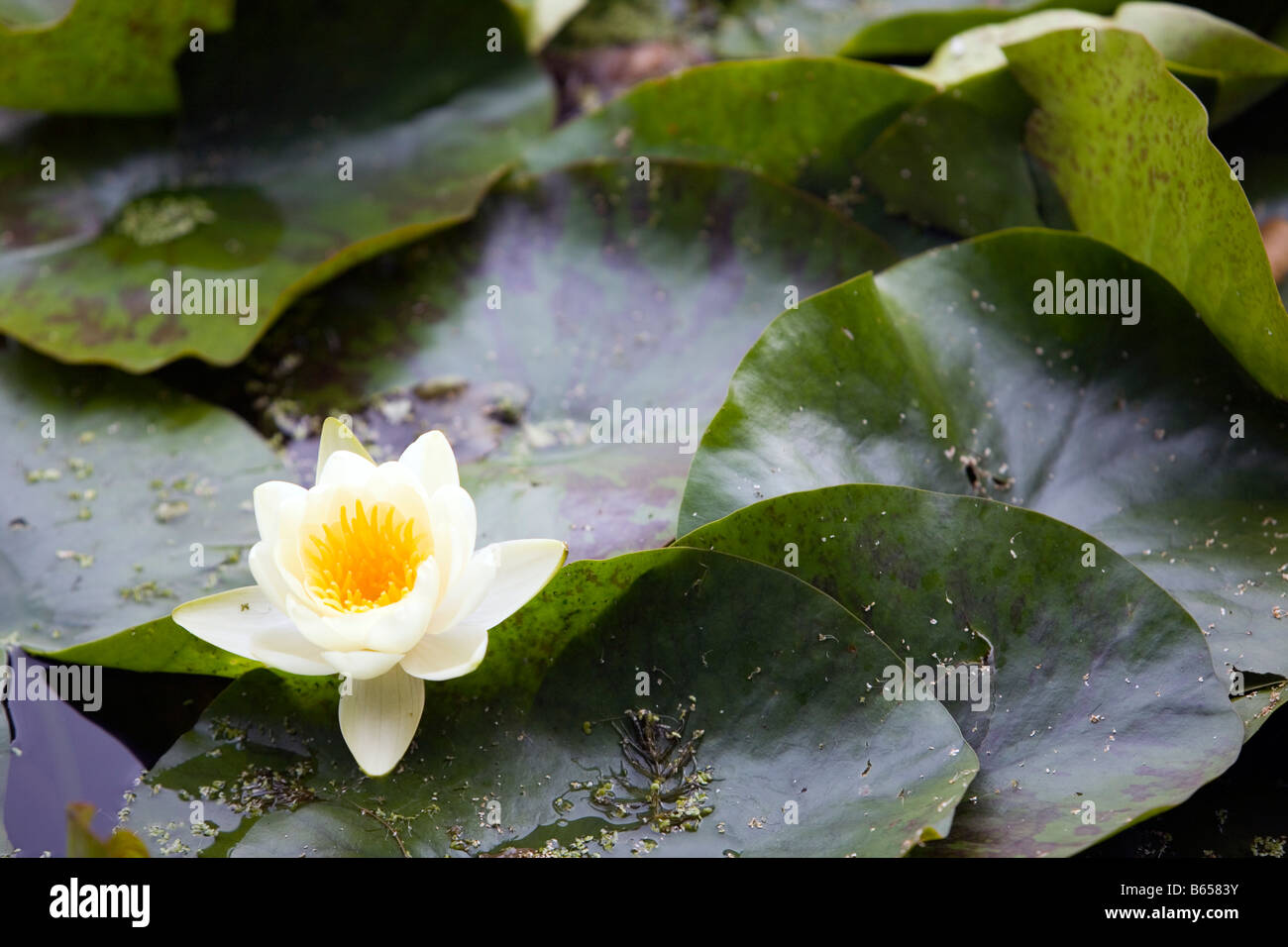 Ninfee Nymphaea alba Foto Stock