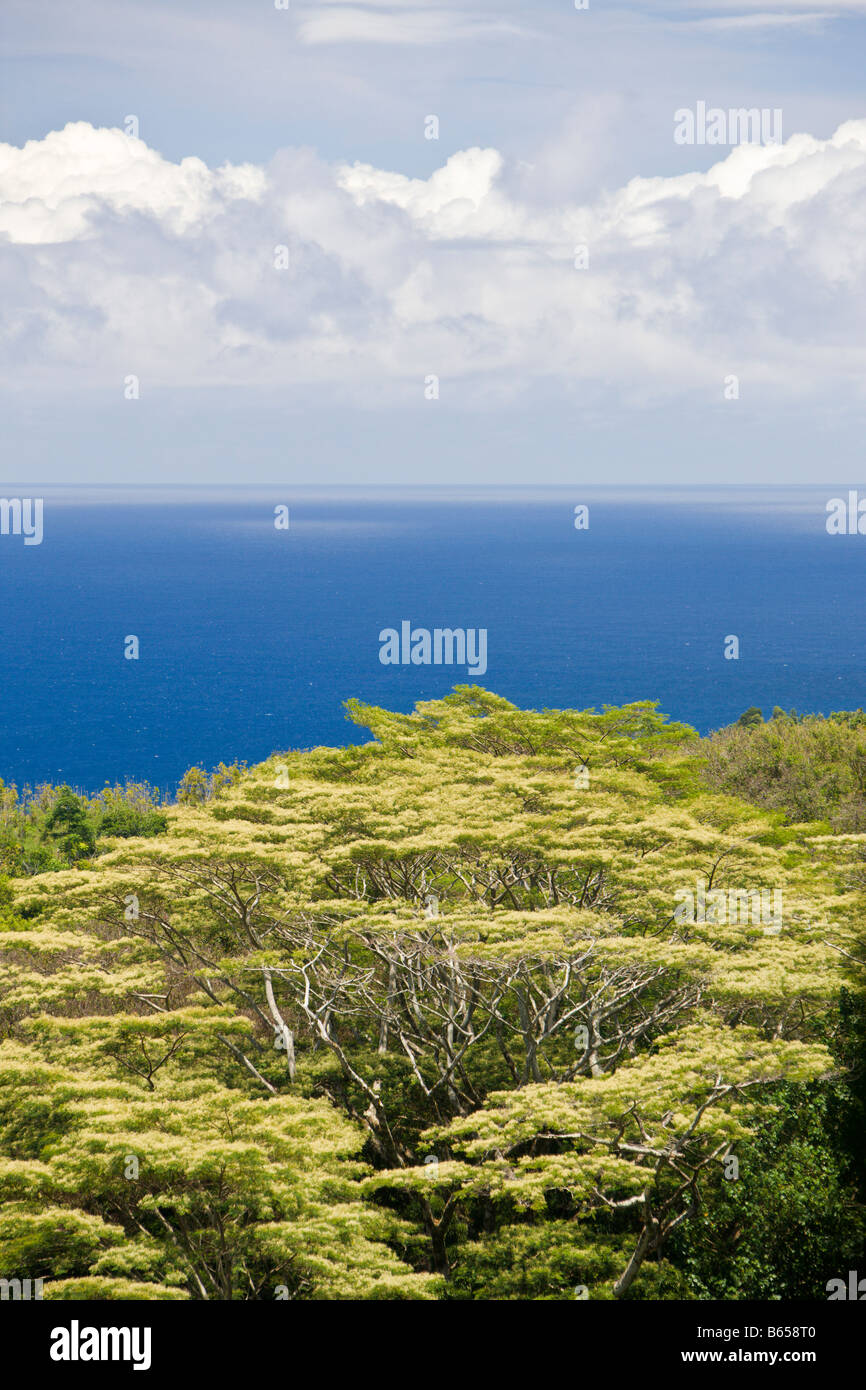 Vegetazione a strada di Hana Hawaii Maui USA Foto Stock