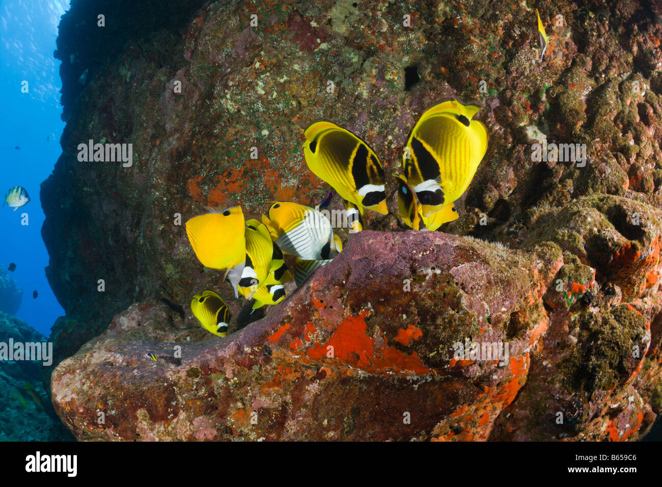 Racoon Butterflyfishes Uova di alimentazione da altri pesci Chaetodon lunula cattedrali di Lanai Maui Hawaii USA Foto Stock