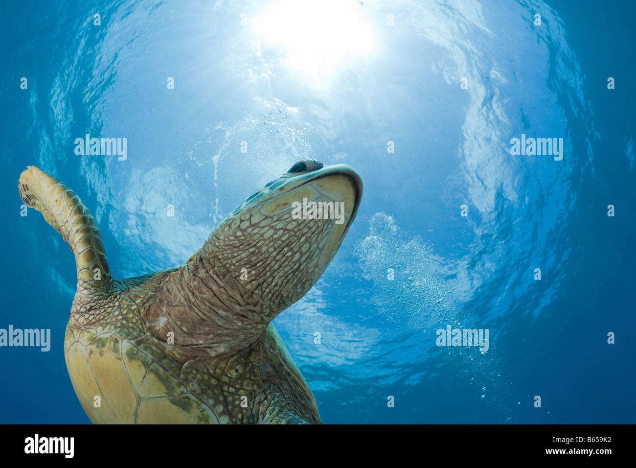 Tartaruga Verde Chelonia Mydas Maui Hawaii USA Foto Stock