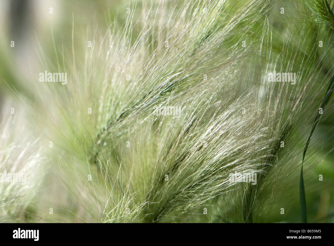 Erba Feathery sbuccia, close-up Foto Stock