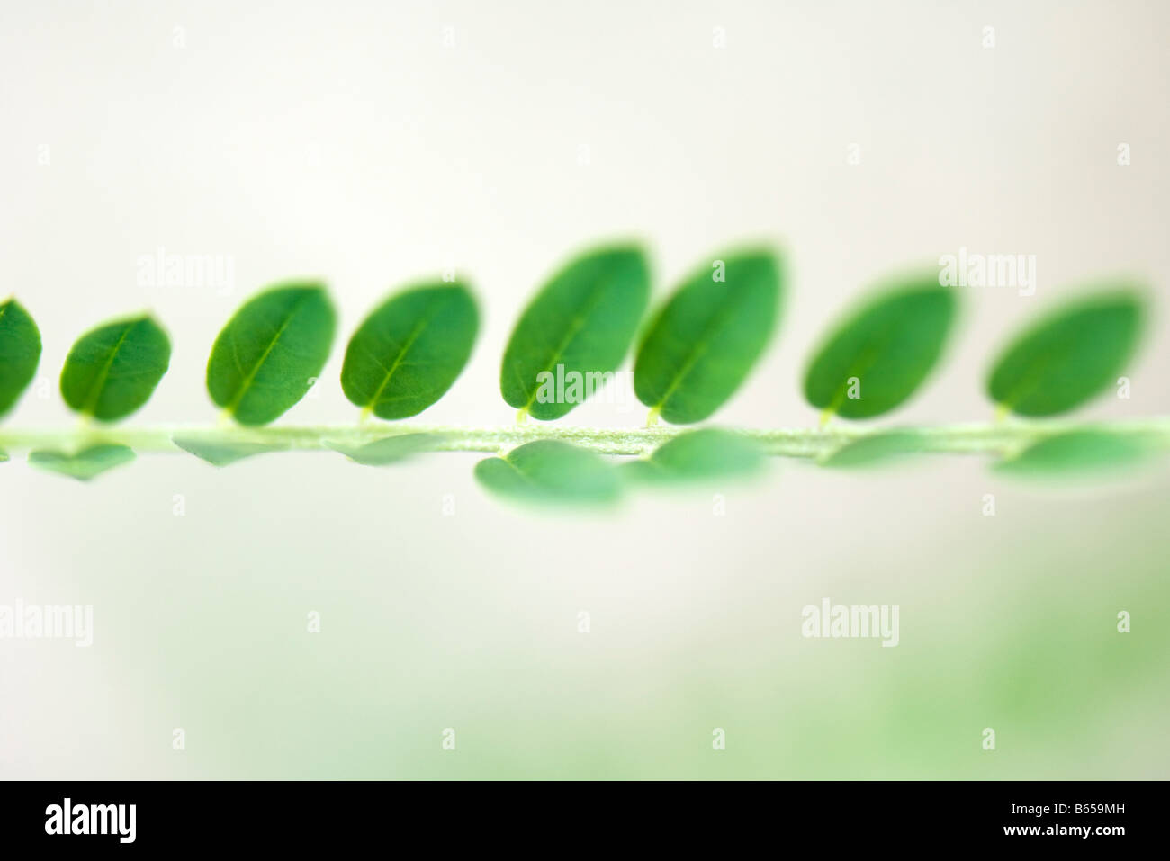 Foglie verdi che crescono in una fila sul ramo, close-up Foto Stock