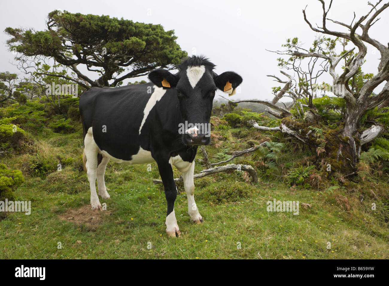 Vacca a Altipiani di Pico Bos taurus isola Pico Azzorre Portogallo Foto Stock