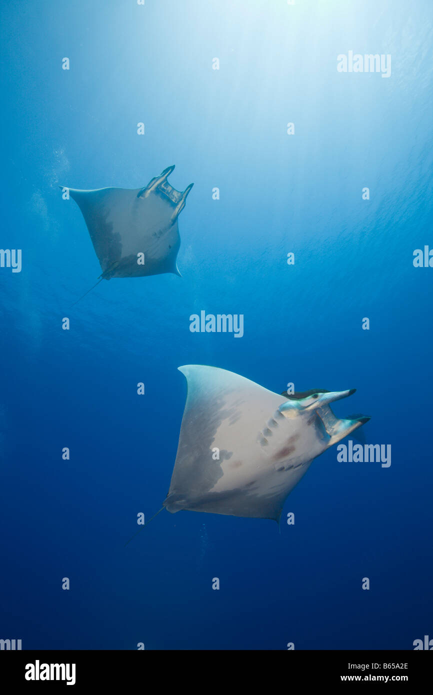 Sicklefin Mobulas Mobula tarapacana Azzorre principessa Alice Bank Oceano Atlantico Portogallo Foto Stock