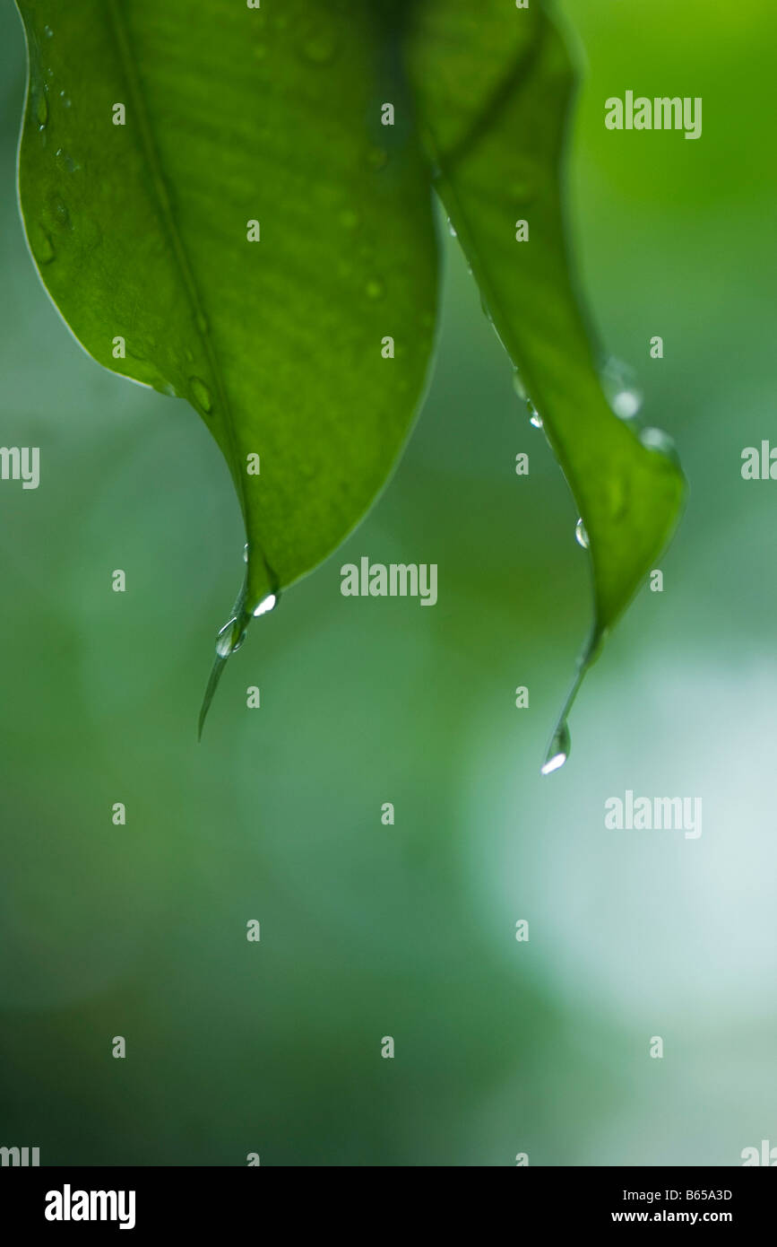 Le gocce di pioggia sulle foglie, close-up Foto Stock