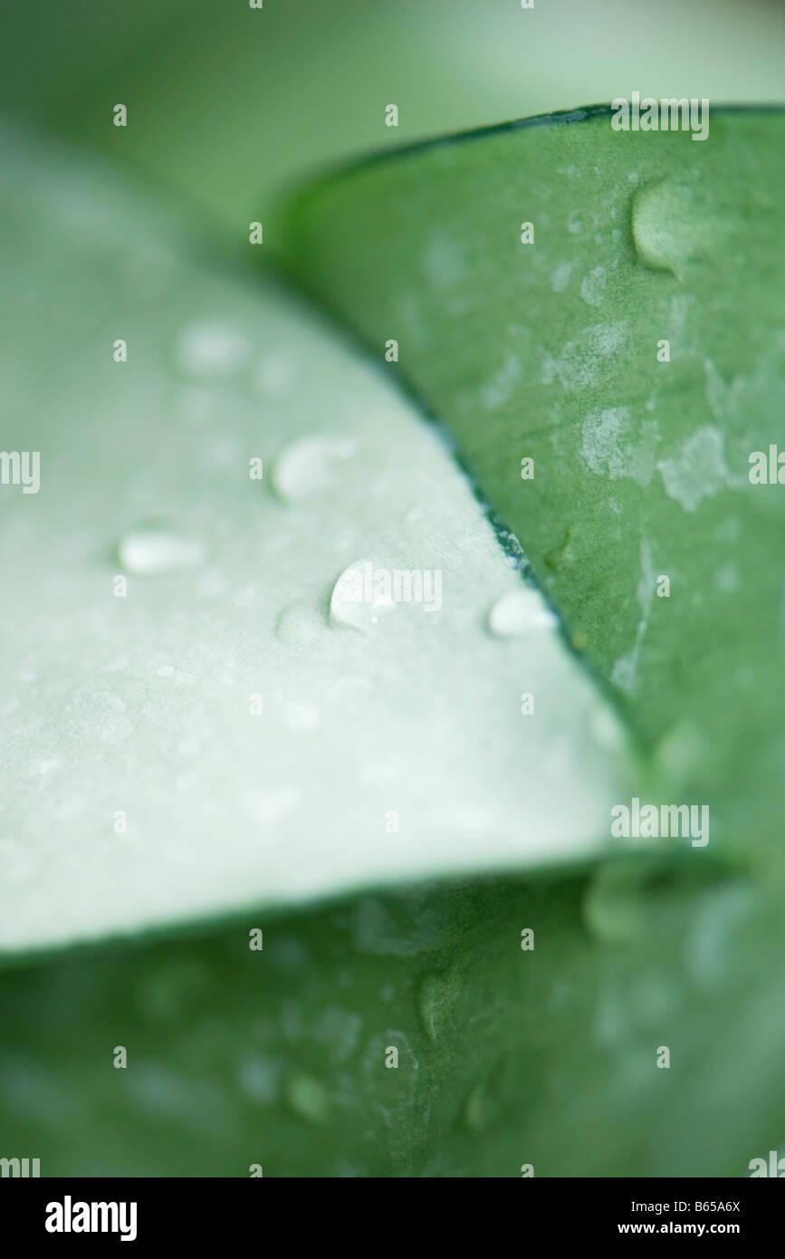 Le goccioline di acqua su foglie di piante, extreme close-up Foto Stock
