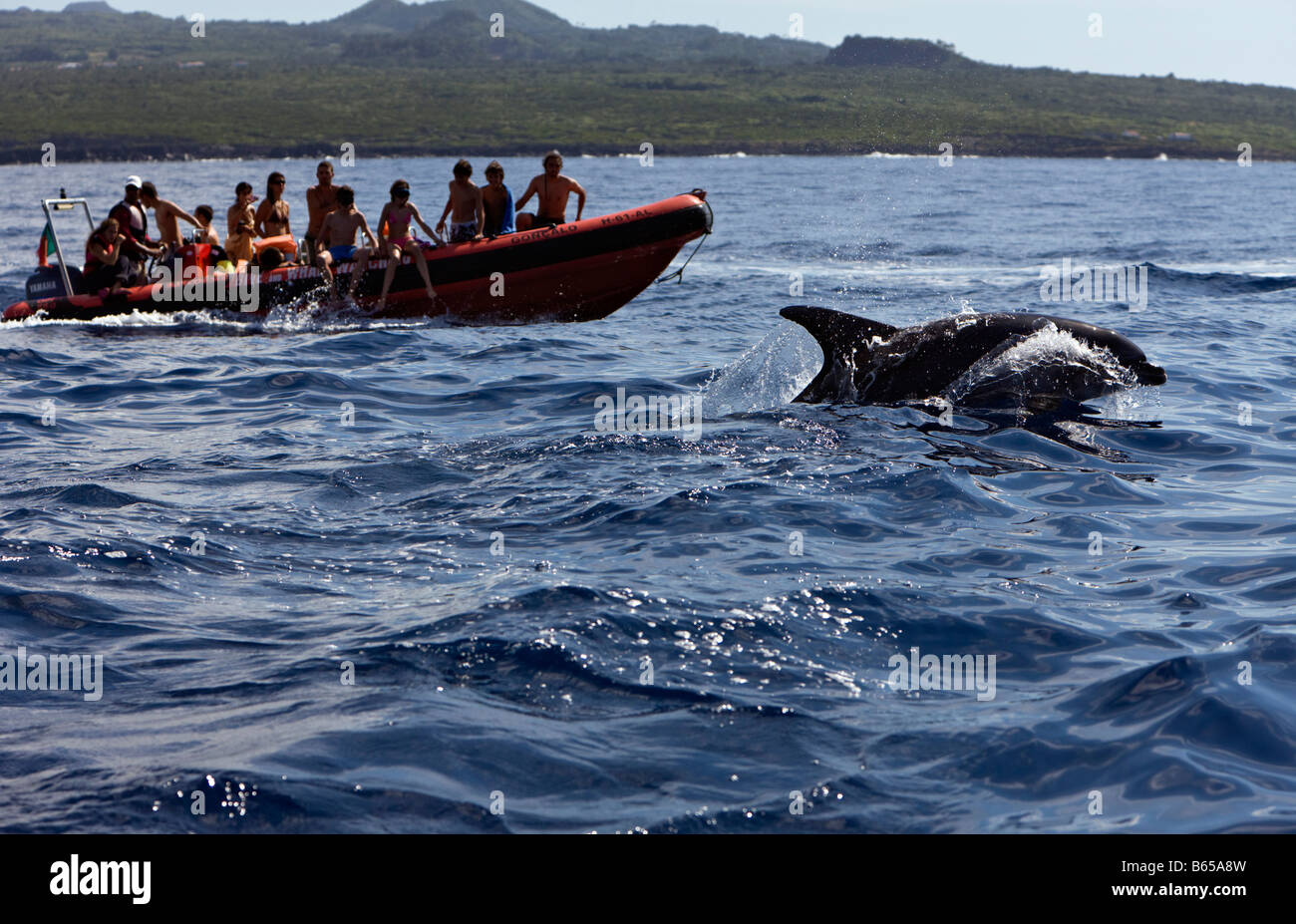 I turisti a osservare i delfini Tour Tursiops truncatus Azzorre Oceano Atlantico Portogallo Foto Stock