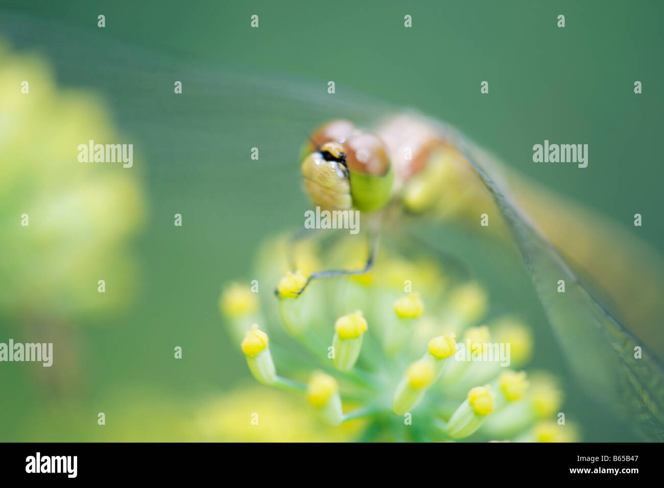 Dragonfly appollaiato sul piccolo fiore giallo fiore Foto Stock