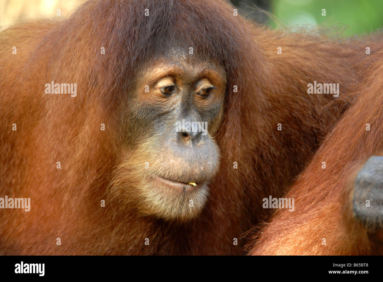 Orangutan in Singapore Zoo Foto Stock