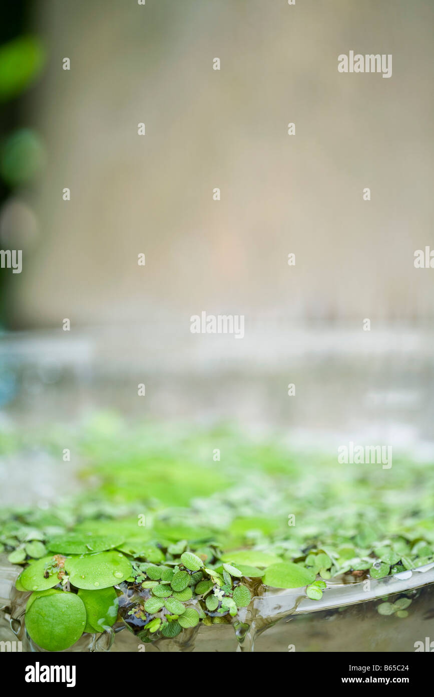 Foglie e acqua che scorre sopra il bordo della vaschetta Foto Stock