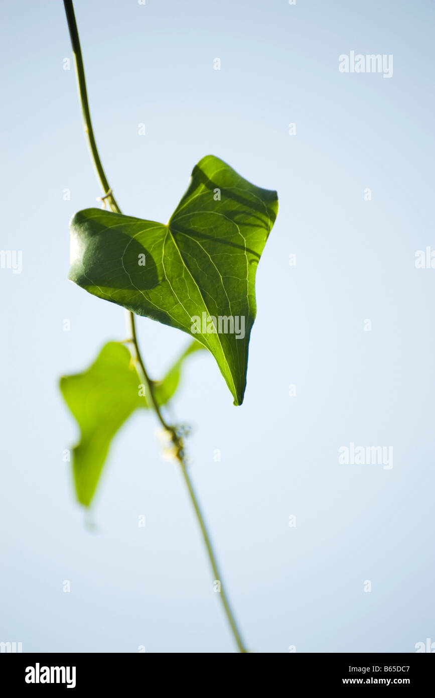 A forma di cuore leaf Foto Stock