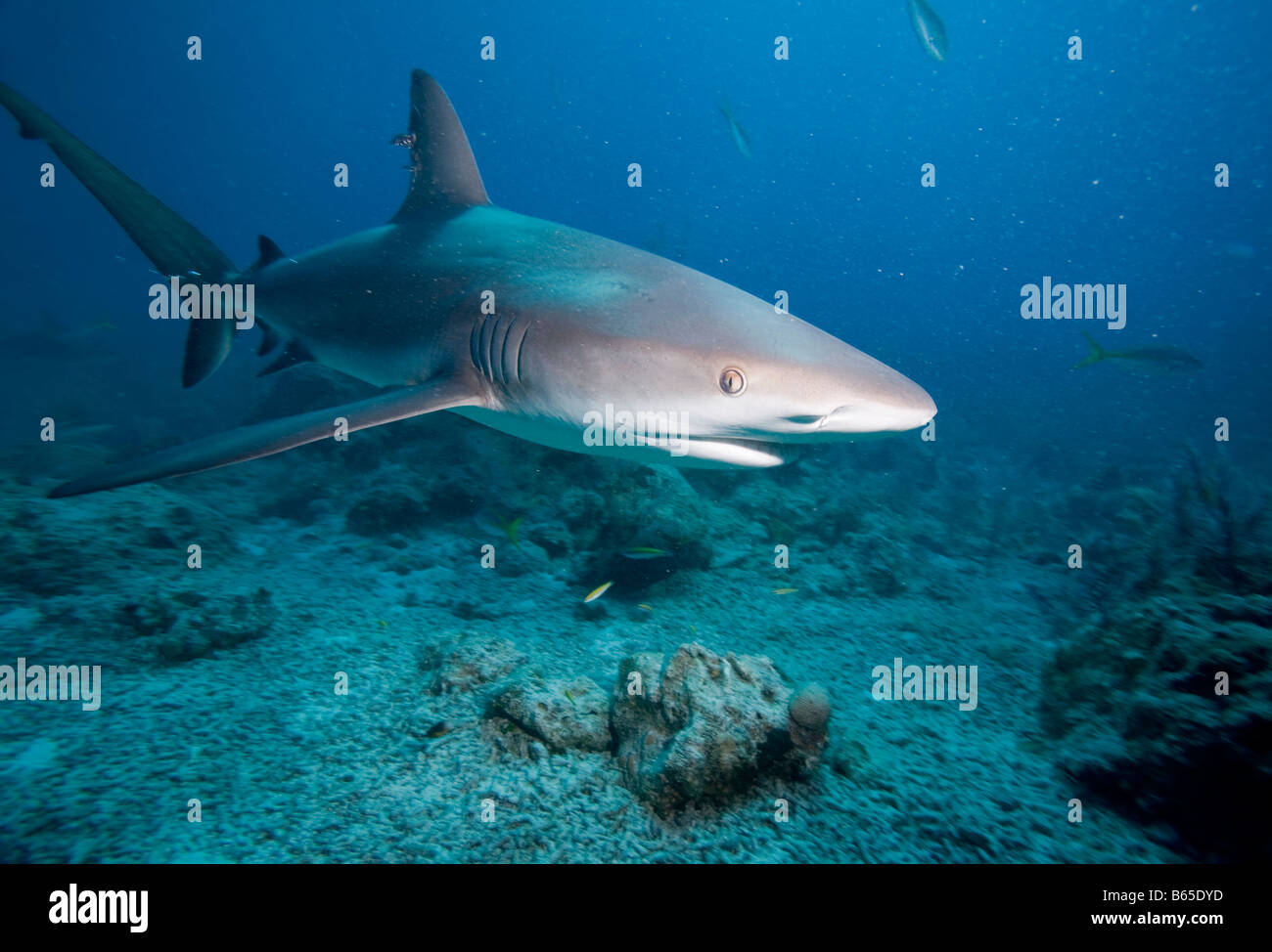 Bahamas New Providence Isola dei Caraibi squali di barriera Carcharhinus perezi nuotare nel mare dei Caraibi Foto Stock