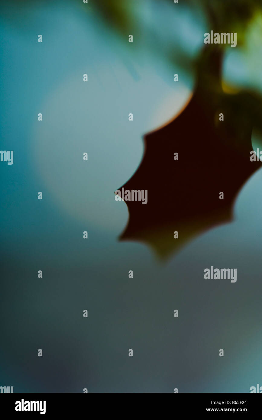 Agrifoglio decorativi a foglia, silhouette Foto Stock