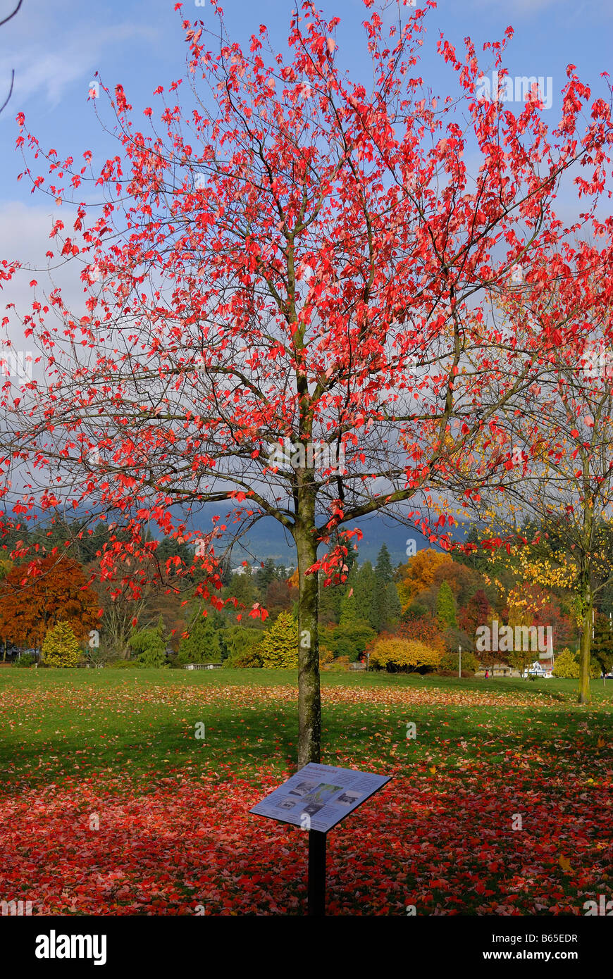 Autunno rosso albero nel Parco di Stanley con foglie rosse fail sull'erba e giallo rosso marrone alberi in background Foto Stock