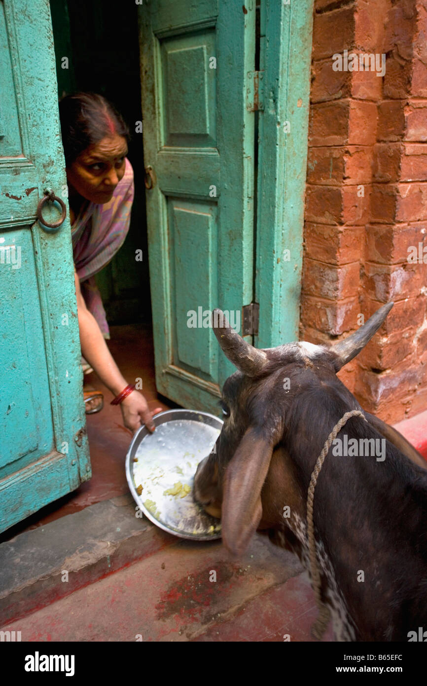 India, Uttar Pradesh, Varanasi, scene di strada nella città vecchia. Alimentazione donna vacca sacra. Foto Stock
