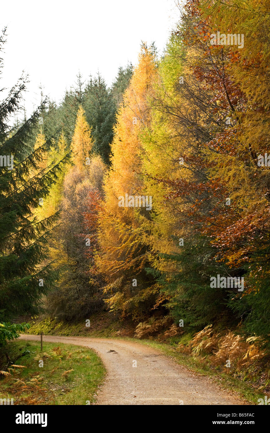 Autunno a Drummond Hill, Kenmore, Scozia. Foto Stock