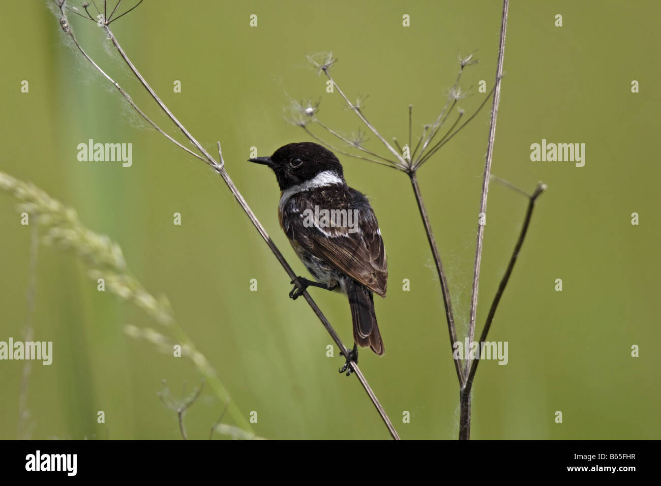 Schwarzkehlchen Saxicola torquata Stonechat africana Foto Stock