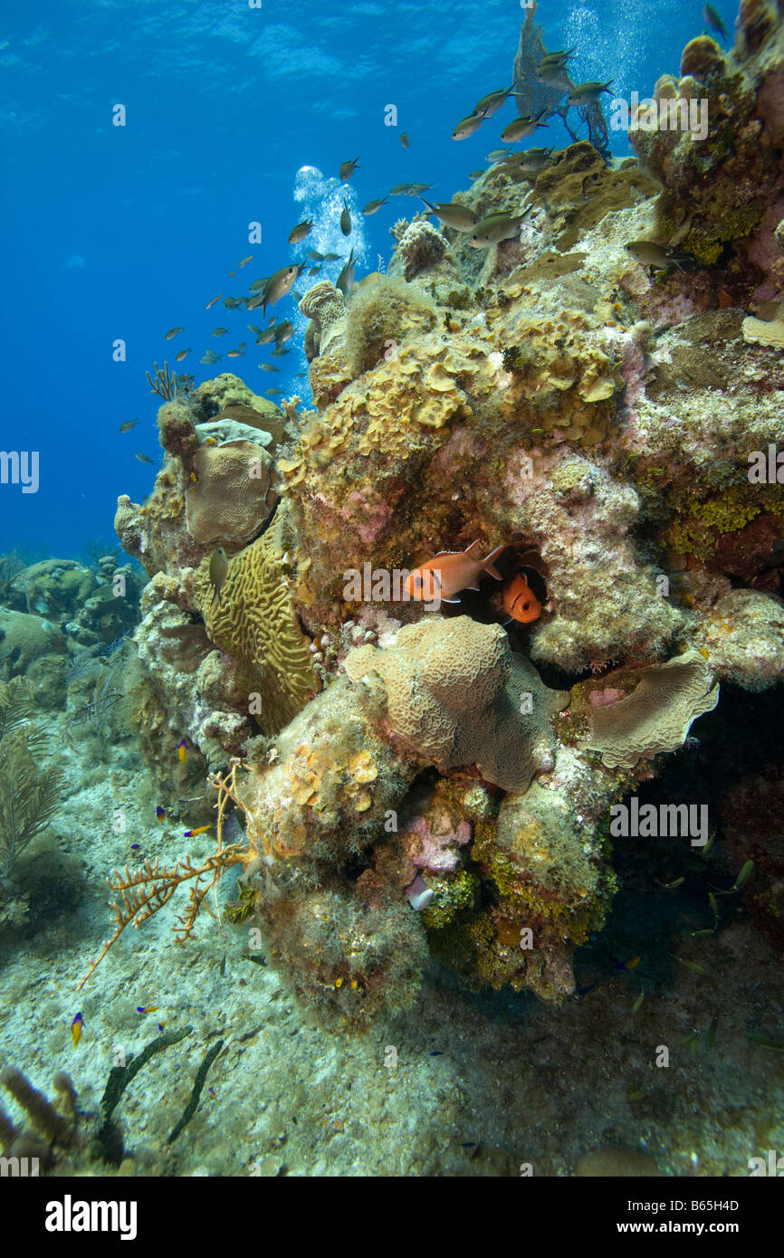 Isole Cayman Grand Cayman Island vista subacquea di Longspine Squirrelfish Holocentrus marianus e pesci tropicali Foto Stock
