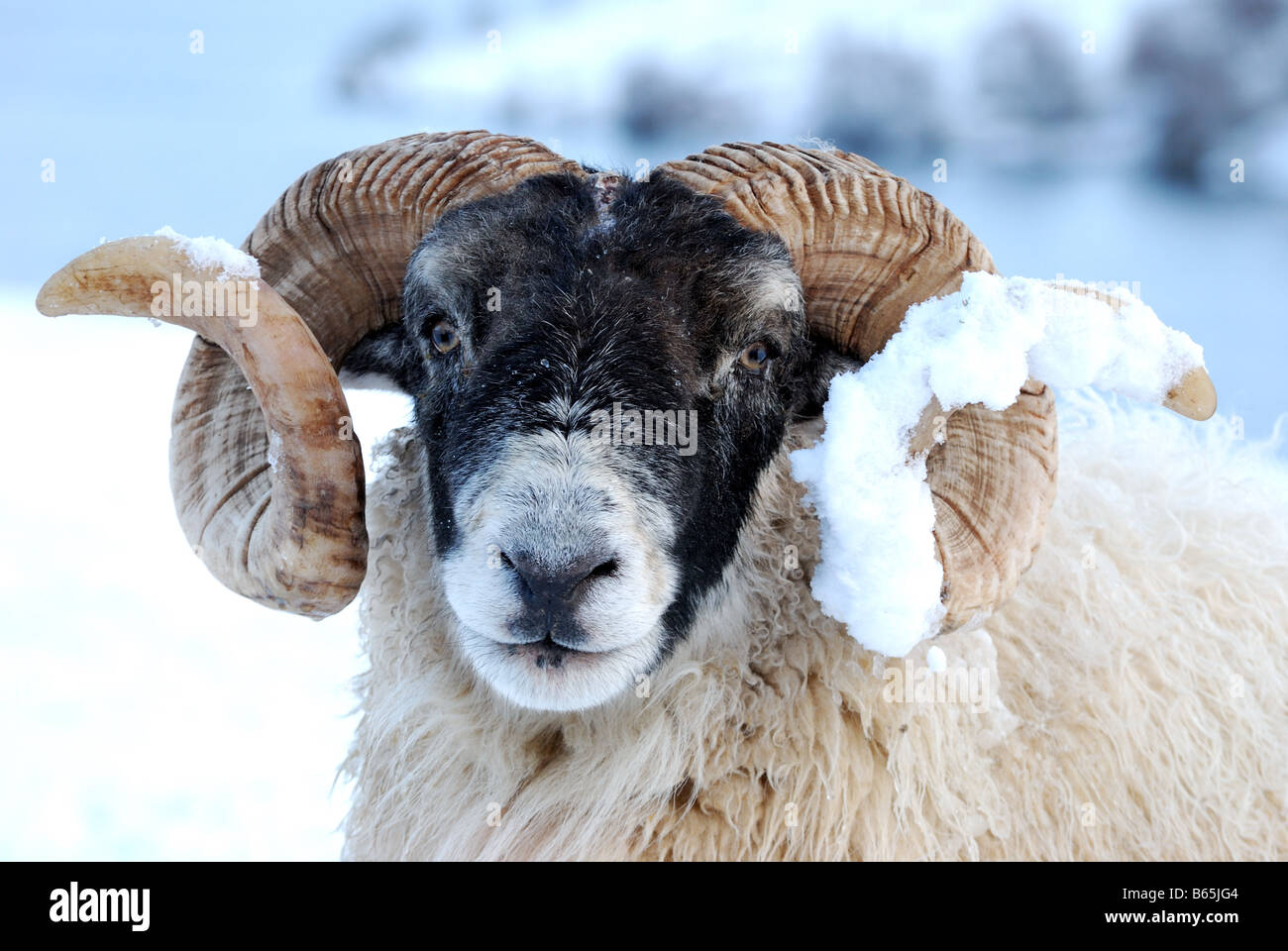 Ritratto di una RAM con coperta di neve Corno Foto Stock