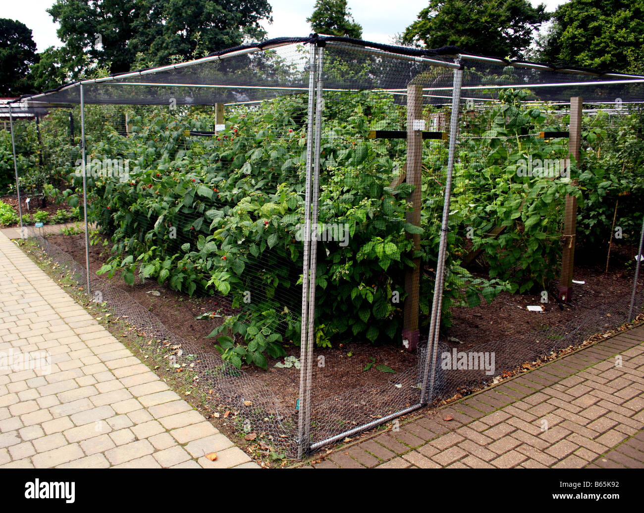 Lamponi crescendo all'interno di una gabbia di frutta. Foto Stock