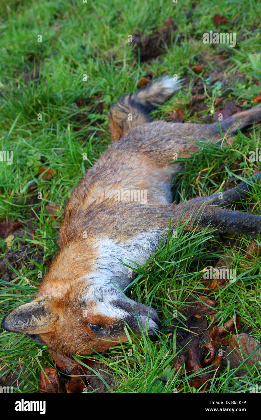 Un morto Fox nella campagna inglese. Foto Stock