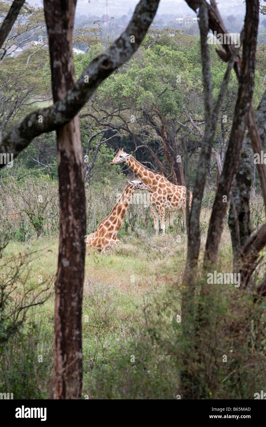 Langata Giraffe Centre Nairobi Kenya Africa Foto Stock