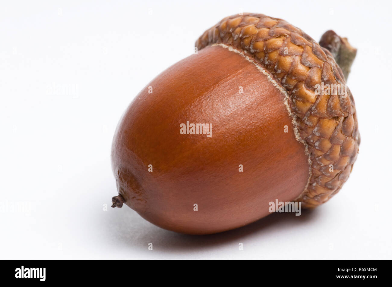 Semplice immagine macro di un acorn isolato su bianco Foto Stock