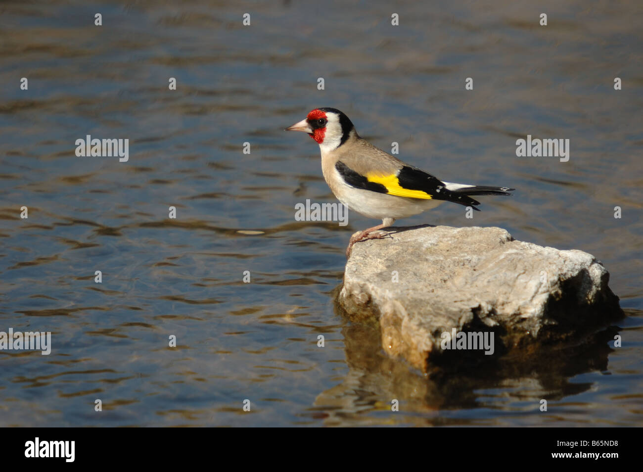 Una foto di un uccello Foto Stock