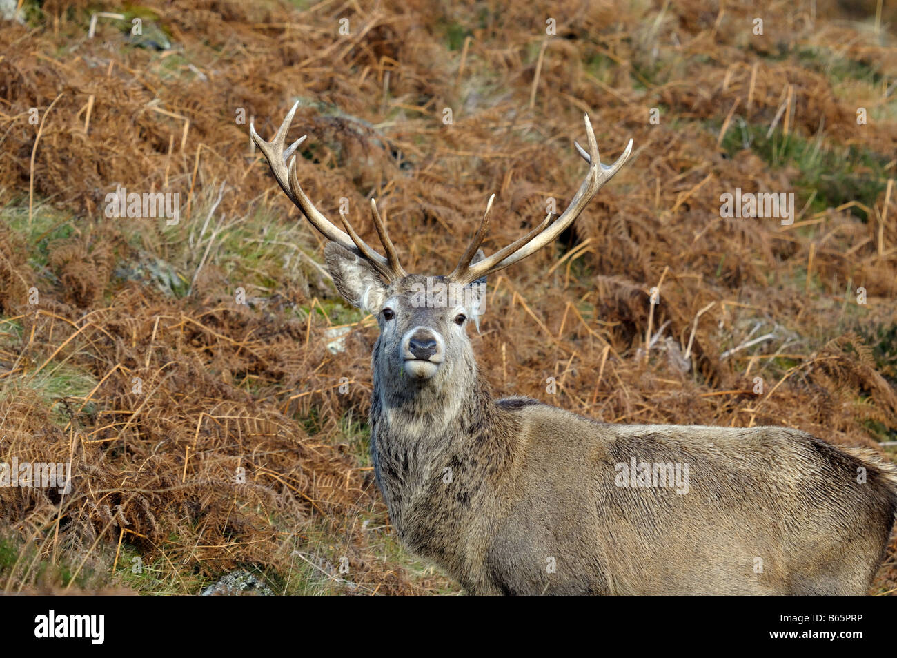 Red deear stag in Glen Cannich, Highlands scozzesi. Foto Stock