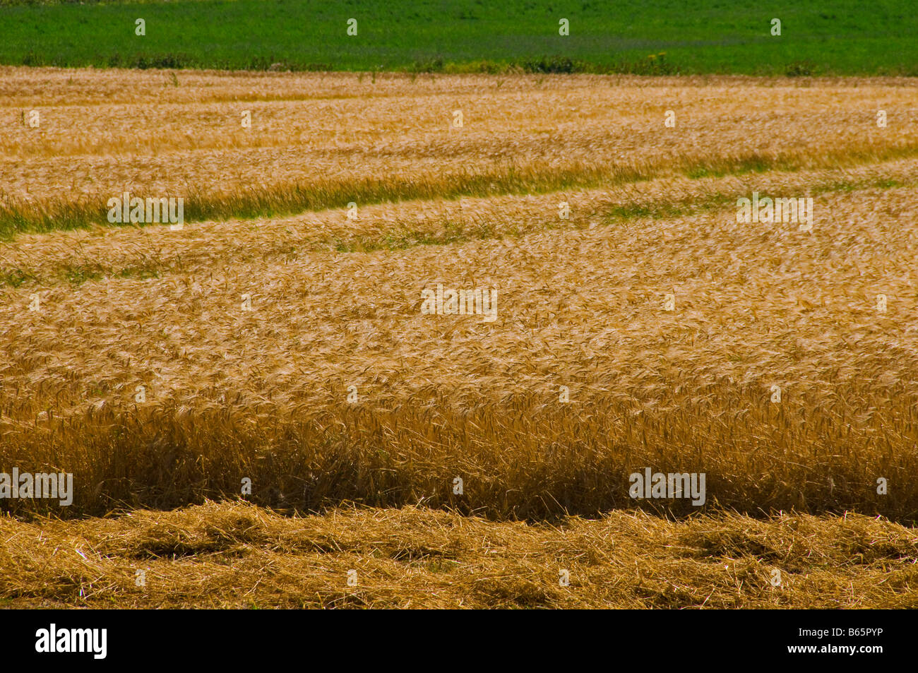 Campi di grano nella valle Matapedia Gaspesie regione Québec Canada Foto Stock