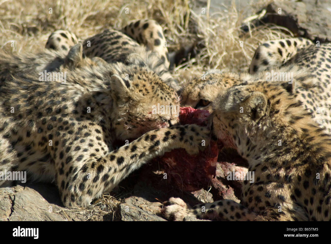 Un gruppo di ghepardi, Acinonyx jubatus, alimentando al Amani Lodge Namibia Foto Stock