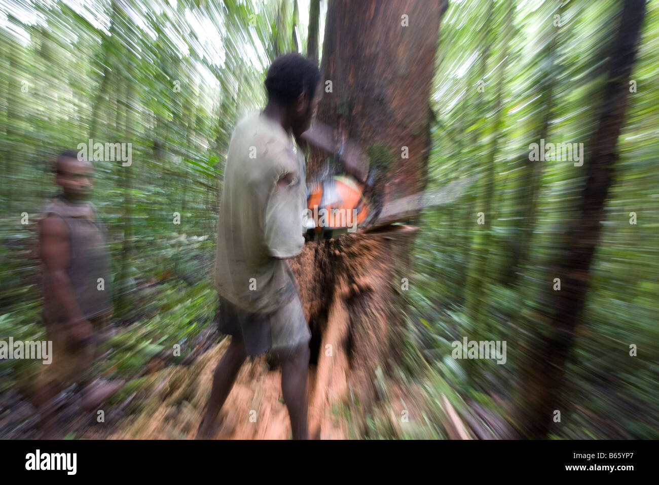Logger abbattere un albero vicino Morere, nel Turama estensione concessione di registrazione, provincia del Golfo, in Papua Nuova Guinea. Foto Stock