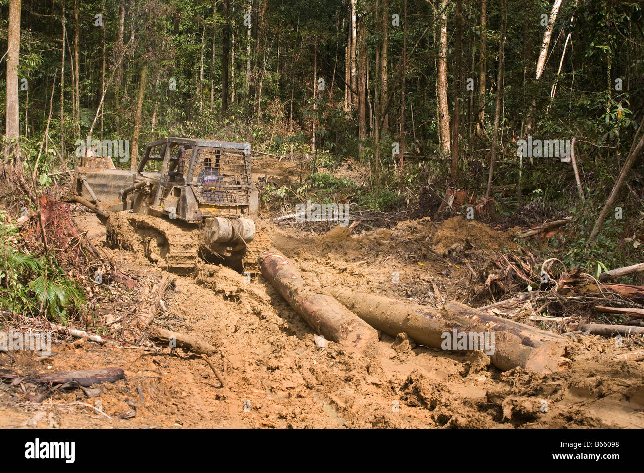Logger glissato attraverso la foresta per estrarre gli alberi che erano stati abbattuti in Paradise foresta, Papua Nuova Guinea. Foto Stock