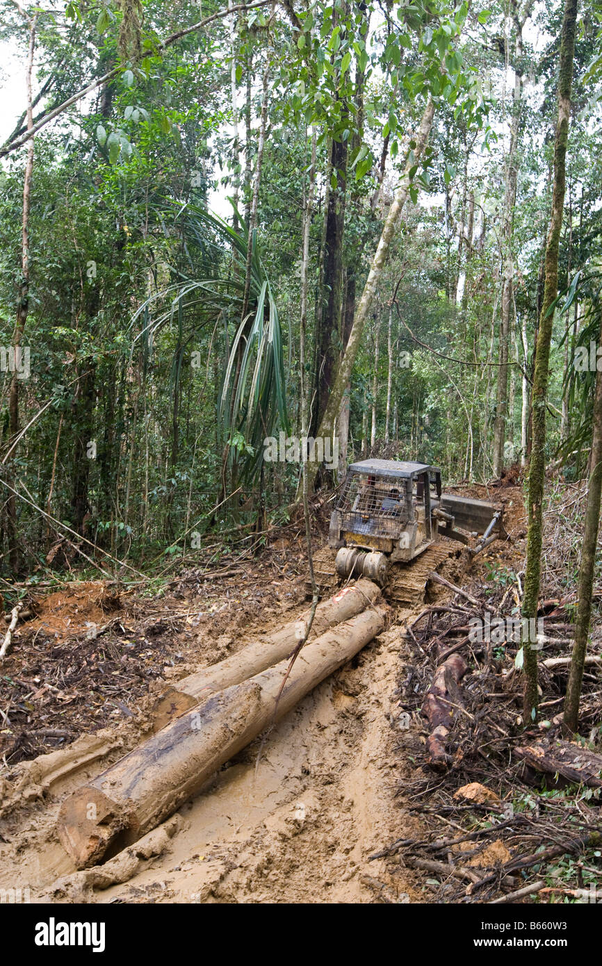 Logger glissato attraverso la foresta per estrarre gli alberi che erano stati abbattuti, paradiso foresta, Papua Nuova Guinea Foto Stock