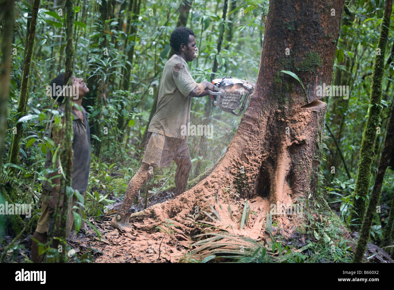 Logger abbattere un albero vicino Morere, nel Turama estensione concessione di registrazione, provincia del Golfo, in Papua Nuova Guinea. Foto Stock